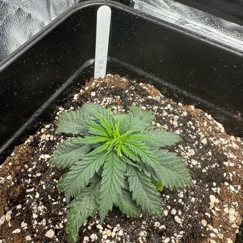 Royal Runtz growlog timeline photo