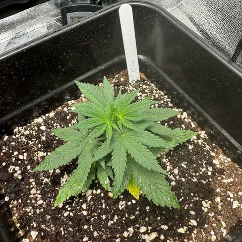 Cookies Gelato growlog timeline photo
