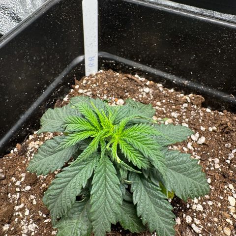 Royal Runtz growlog timeline photo