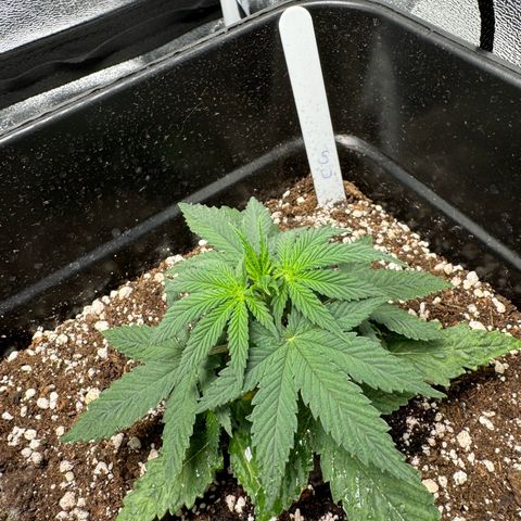 Cookies Gelato growlog timeline photo