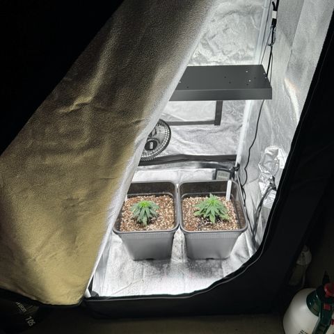 Purple Punch #1 growlog photo