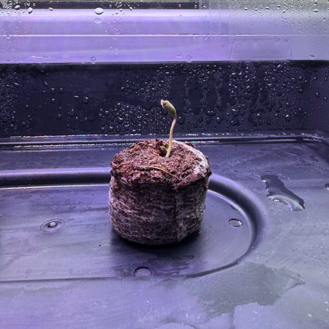 Purple Punch #1 growlog photo