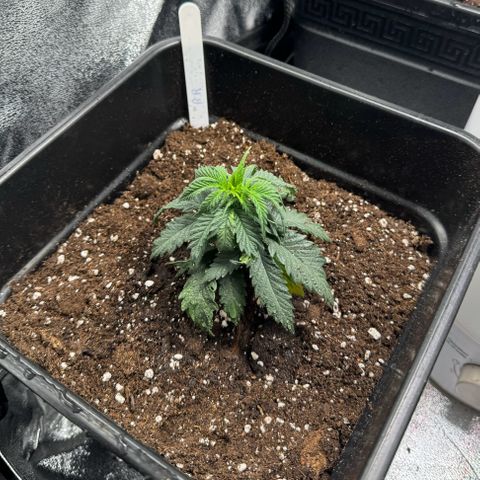 Royal Runtz growlog timeline photo
