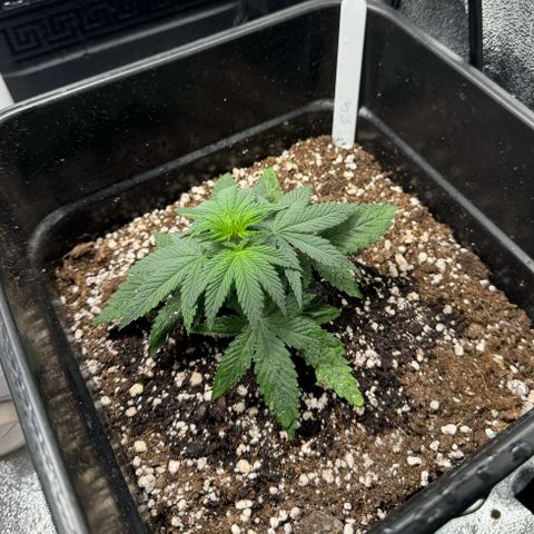 Cookies Gelato growlog timeline photo