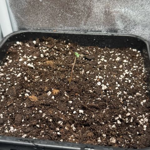 Purple Punch #1 growlog photo