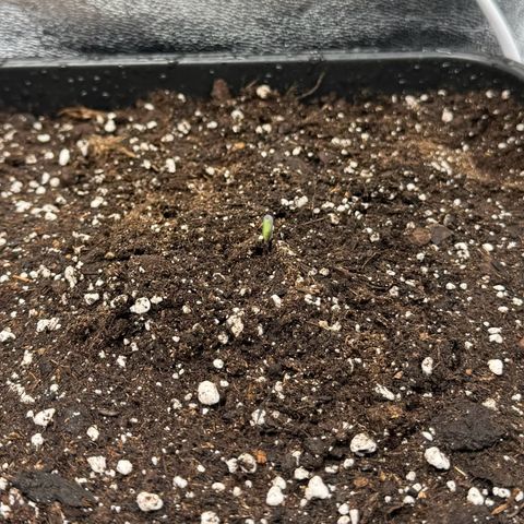 Purple Punch #2 growlog timeline photo