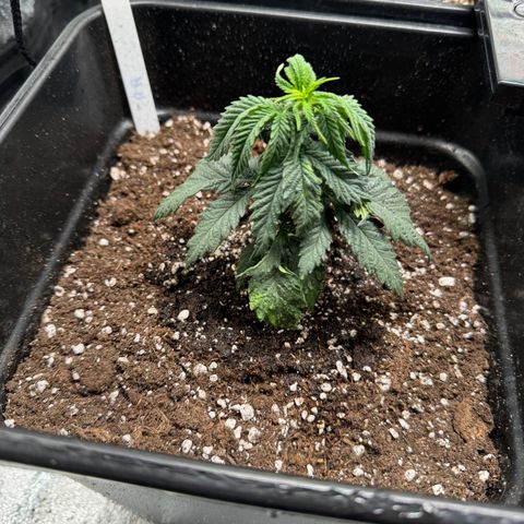 Royal Runtz growlog timeline photo