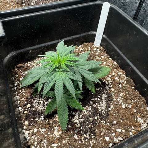 Cookies Gelato growlog timeline photo