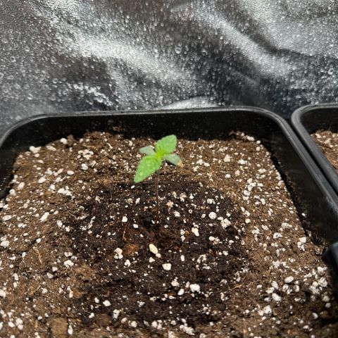 Purple Punch #1 growlog timeline photo