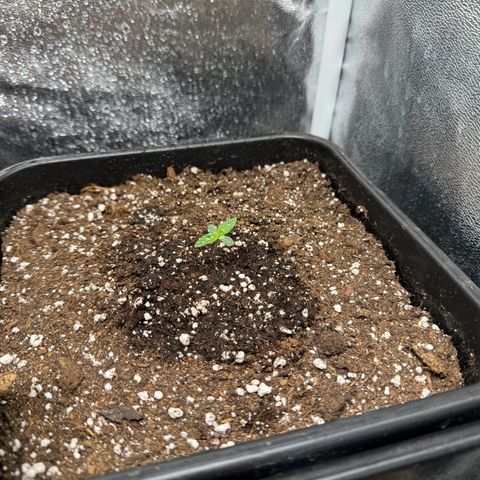 Purple Punch #2 growlog timeline photo