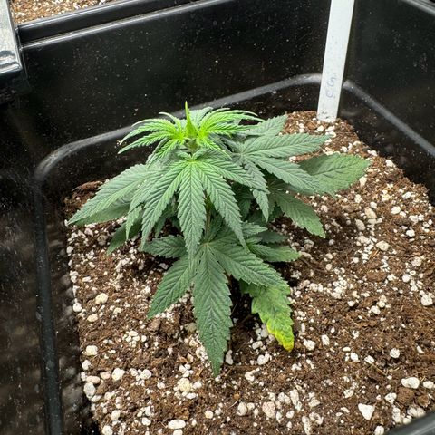 Cookies Gelato growlog timeline photo