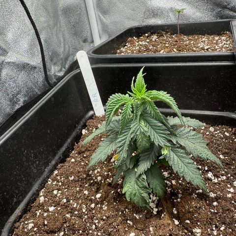 Royal Runtz growlog timeline photo