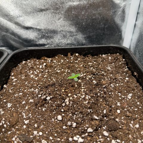 Purple Punch #2 growlog timeline photo