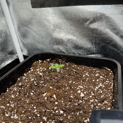 Purple Punch #1 growlog photo
