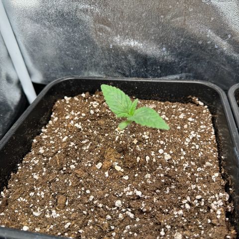 Purple Punch #1 growlog timeline photo