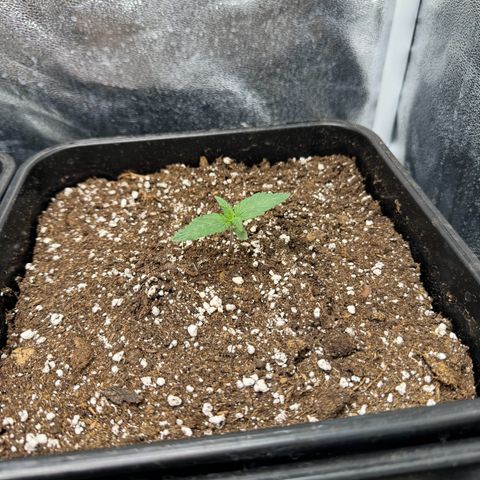 Purple Punch #2 growlog timeline photo