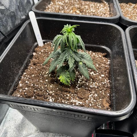 Royal Runtz growlog timeline photo