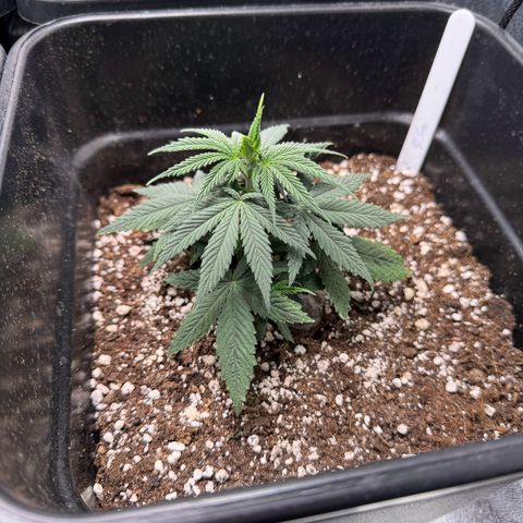 Cookies Gelato growlog timeline photo