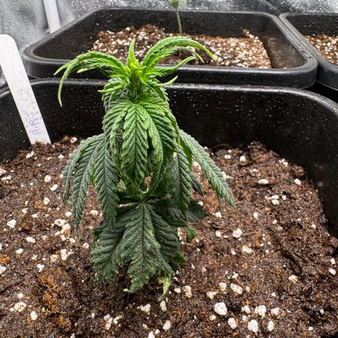 Royal Runtz growlog timeline photo