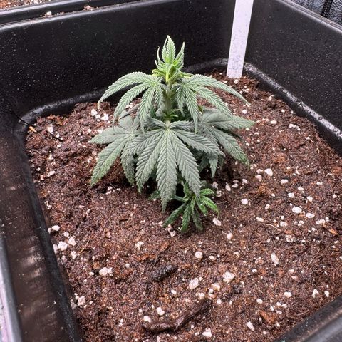 Cookies Gelato growlog timeline photo