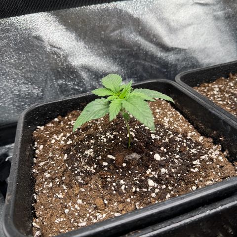 Purple Punch #1 growlog timeline photo