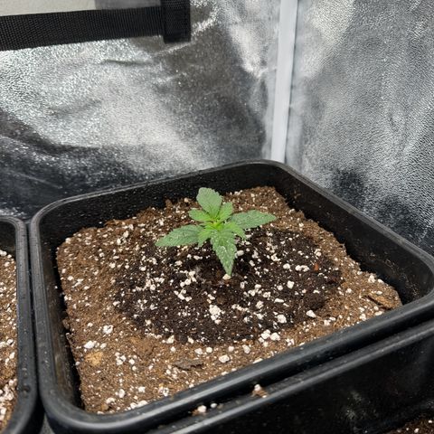 Purple Punch #2 growlog timeline photo