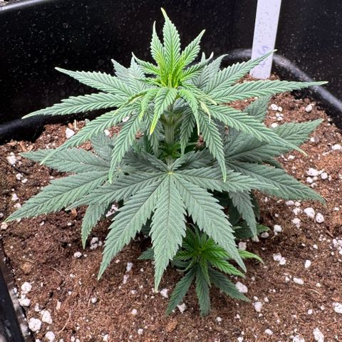 Cookies Gelato growlog timeline photo