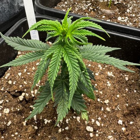 Royal Runtz growlog timeline photo