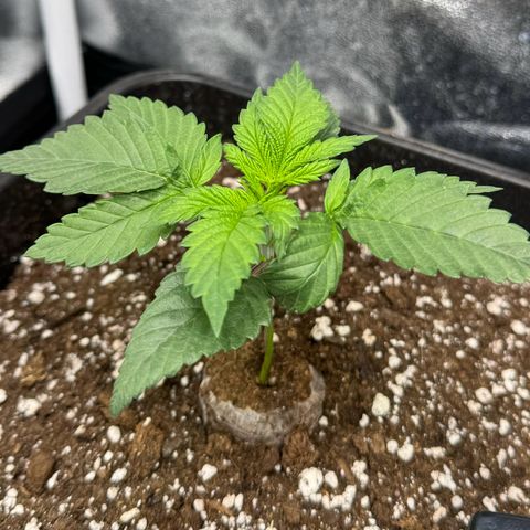 Purple Punch #1 growlog timeline photo