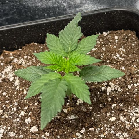Purple Punch #2 growlog timeline photo
