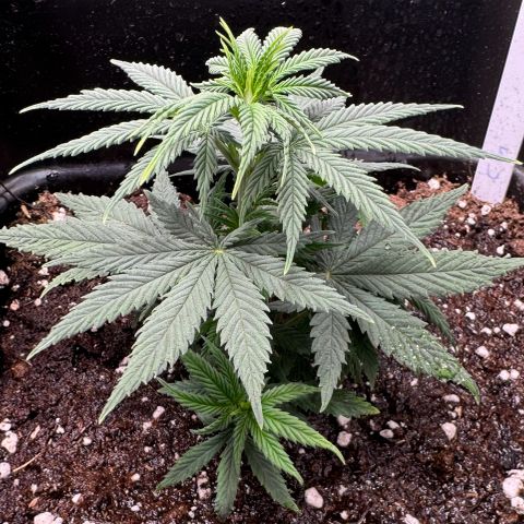 Cookies Gelato growlog timeline photo