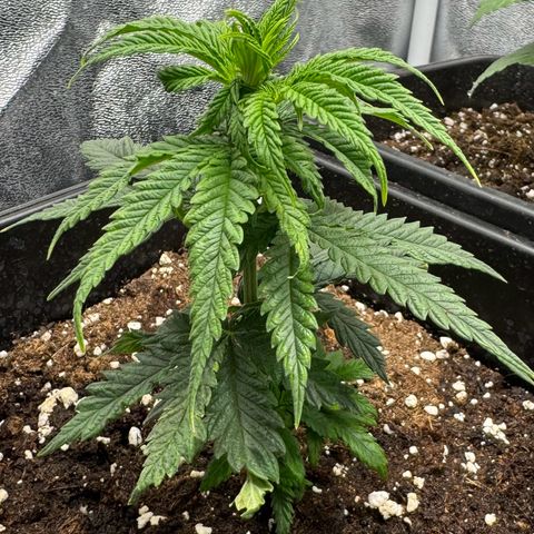 Royal Runtz growlog timeline photo