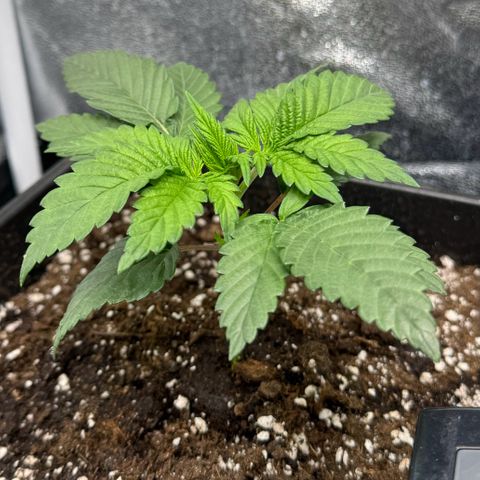 Purple Punch #1 growlog timeline photo