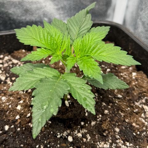 Purple Punch #2 growlog timeline photo