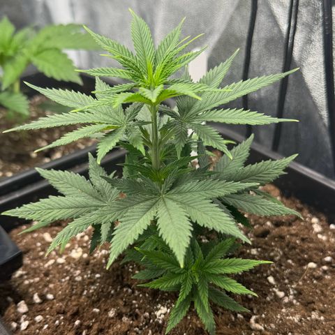 Cookies Gelato growlog timeline photo