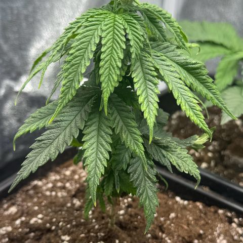 Royal Runtz growlog timeline photo