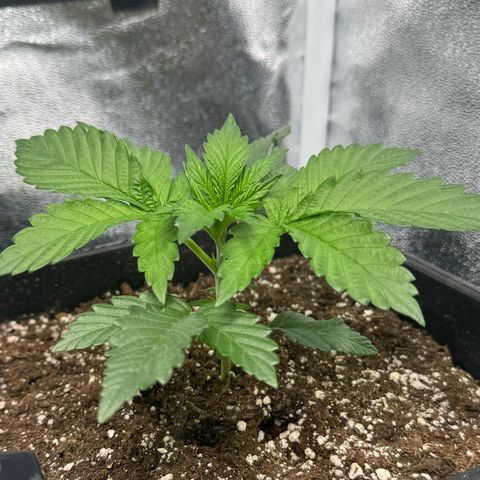 Purple Punch #2 growlog timeline photo
