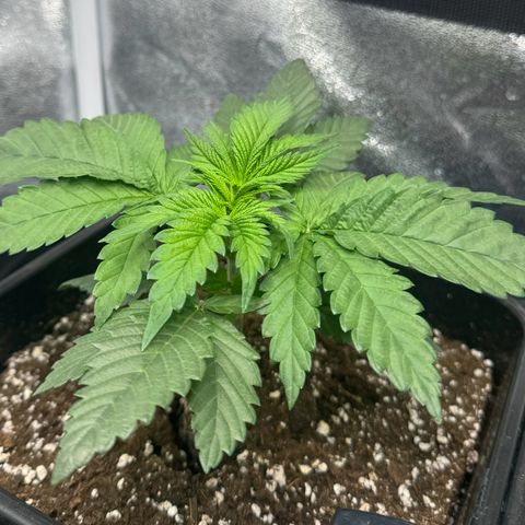 Purple Punch #1 growlog timeline photo