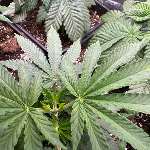 Cookies Gelato growlog photo: Topping 