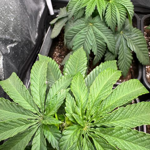 Royal Runtz growlog photo: Topping 