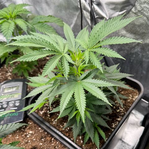 Cookies Gelato growlog timeline photo