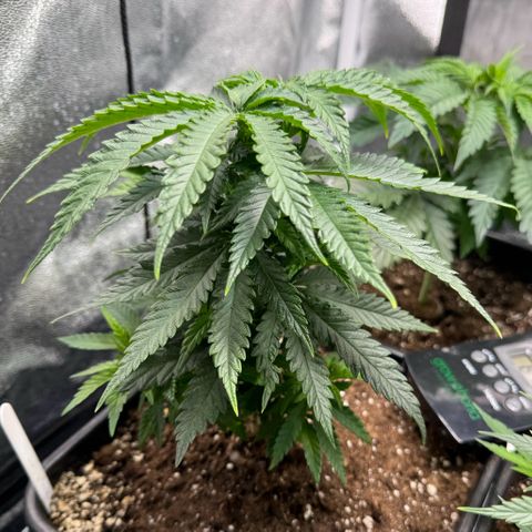 Royal Runtz growlog timeline photo