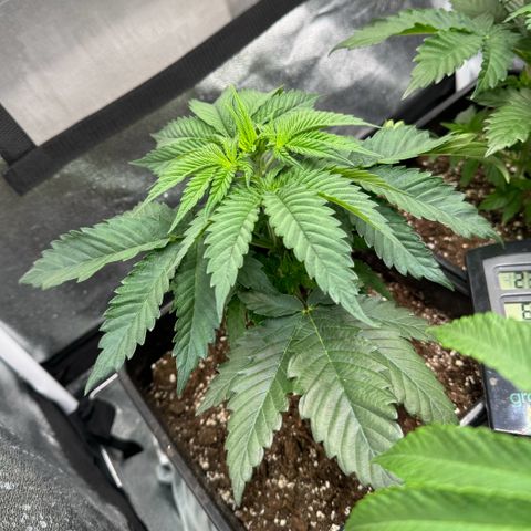 Purple Punch #1 growlog timeline photo