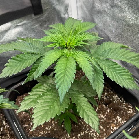 Purple Punch #2 growlog timeline photo