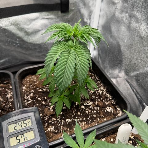 Purple Punch #1 growlog timeline photo