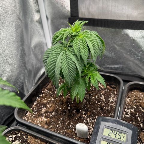 Purple Punch #1 growlog timeline photo