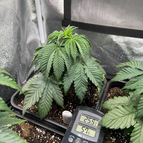 Purple Punch #1 growlog timeline photo