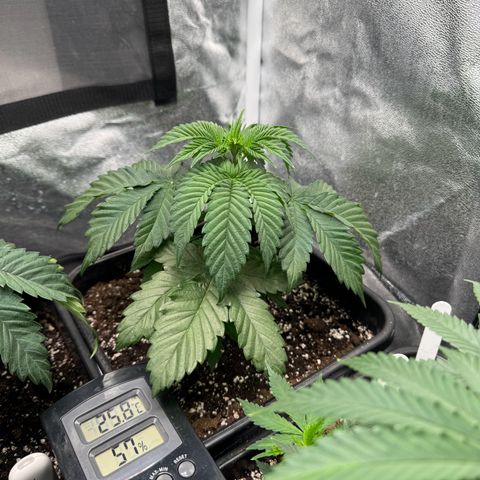 Purple Punch #1 growlog timeline photo