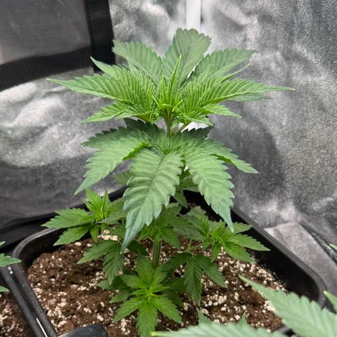 Purple Punch #2 growlog timeline photo