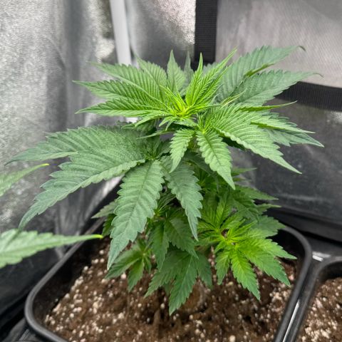 Purple Punch #1 growlog timeline photo